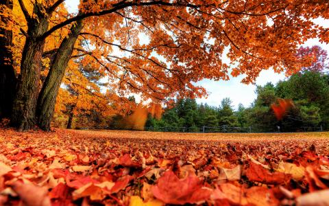 叶子，秋天，树木