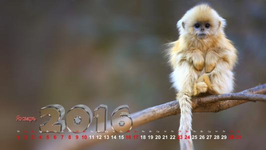 猴子，年，日期，日历
