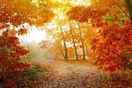 森林，路，树，叶子，性质，秋季