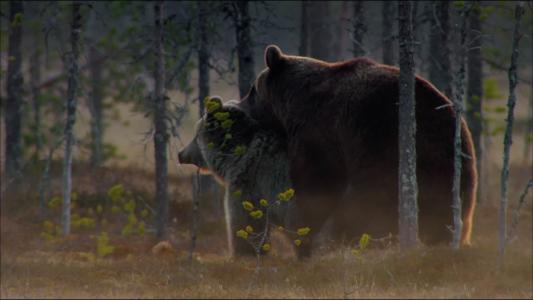 动物，熊，森林