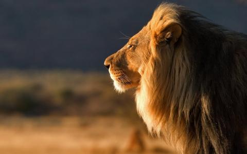 狮子，遥远的思想，日落
