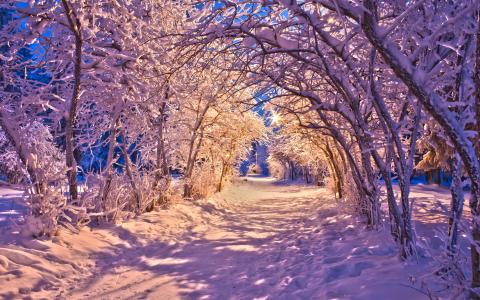 冬天，大自然，雪，美丽