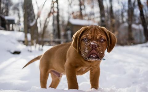 小狗，可爱，棕色，雪