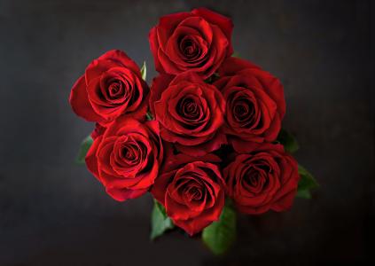 玫瑰，鲜花，黑暗的背景，七