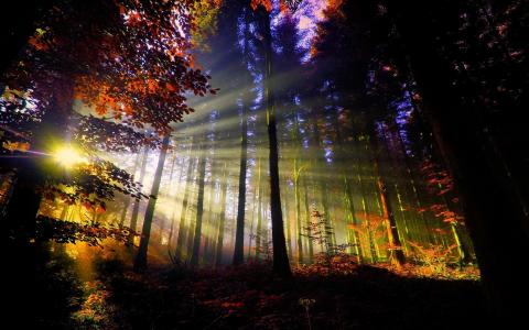 自然，森林，光线，太阳，秋天