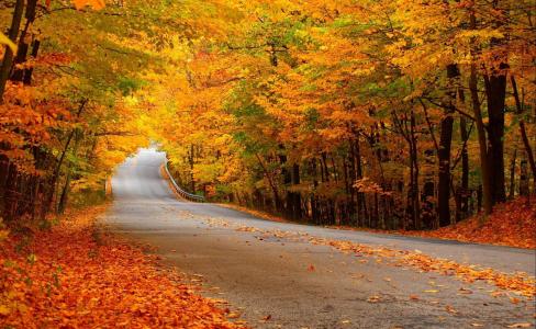 路，森林，秋天，黄色的树叶