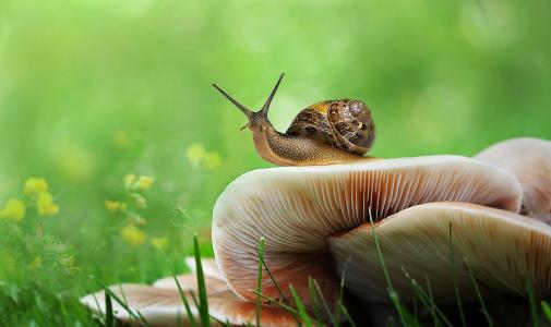 蜗牛，蘑菇，夏天，宏