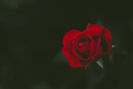 宏，玫瑰，黑暗的背景