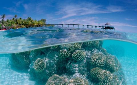 珊瑚，水，海洋，岩石