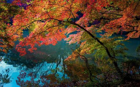 秋天，性质，河，美丽，树木，钓鱼，度假
