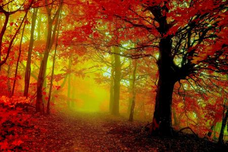 秋天，森林，树木，雾