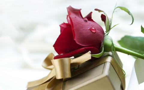 爱，玫瑰，节日，滴，所有情人节，丝带，丝绸，礼物，感情，情人节，花，香
