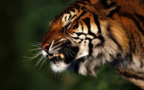 老虎，森林，愤怒