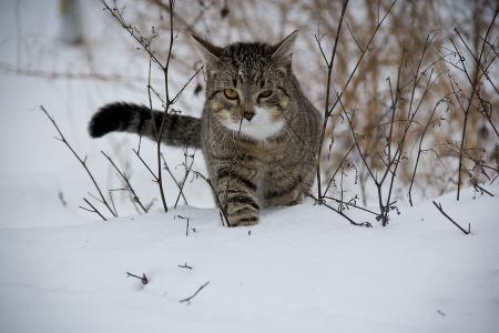 动物，猫，猫，雪，狩猎，冬天