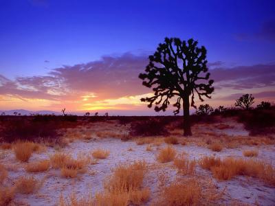 沙漠，日落，加利福尼亚州，美国