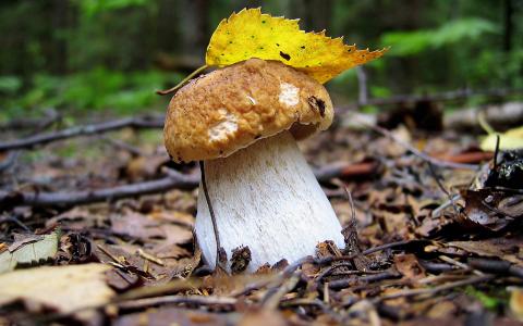 蘑菇，白，叶