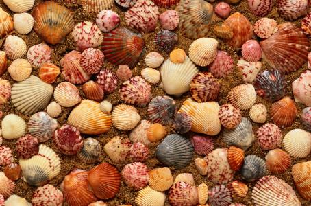 贝壳，海，沙子