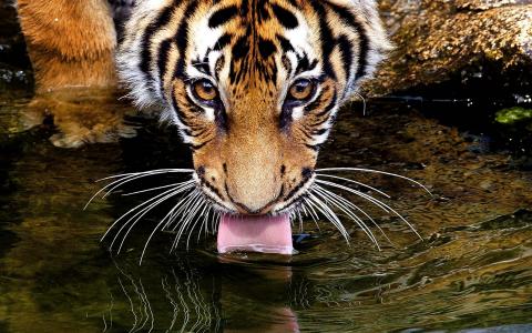 水，饮料，舌头，老虎，老虎，眼睛，看，胡子