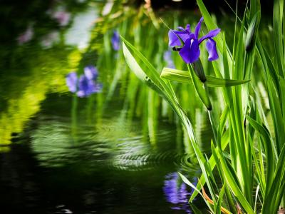 池塘，花卉，虹膜，植物区系