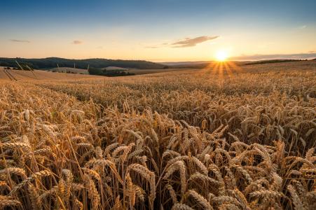 领域，小麦，早晨，黎明，自然，夏天，美丽