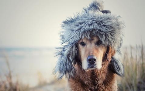 狗，帽子，照片，积极