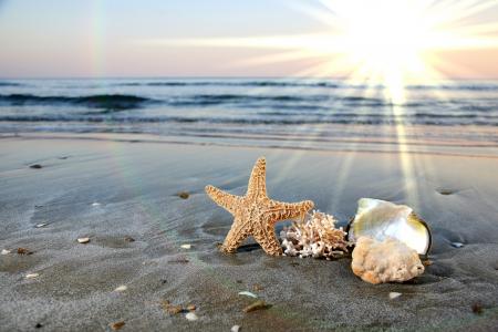 岸，海，沙，太阳，光线，星，壳，珊瑚