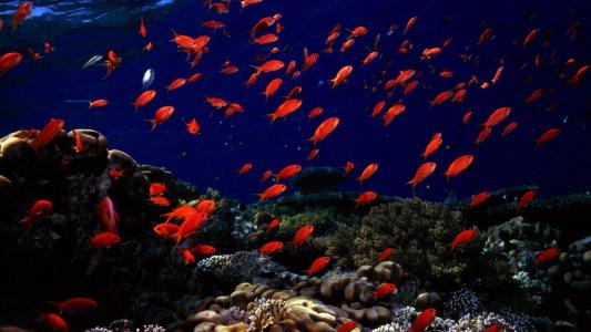 海底世界，红色的鱼，鱼