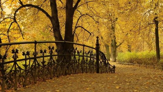 秋天，公园，路径，树木，锻造，叶子，美女