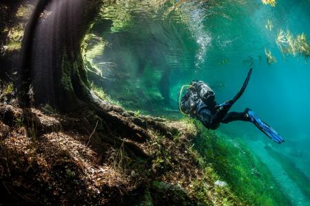 潜水，照片，在水之下，美丽，森林