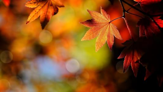 叶子，分支机构，美丽，秋天的主题，宏，模糊