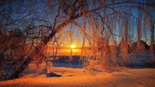 冬天，日落，太阳，树，雪
