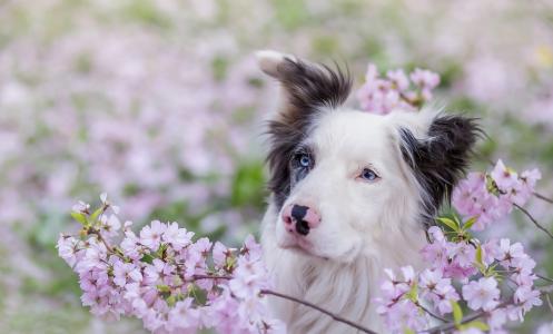 动物，狗，狗，脸，自然，春天，开花，鲜花