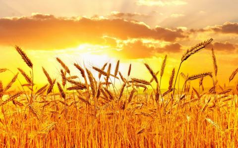 领域，小麦，小穗，耳朵，太阳
