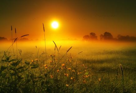 领域，草，花，太阳，雾，早上，通过Serge Dombrovsky
