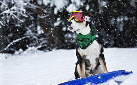 狗，图像，积极，冬天，雪
