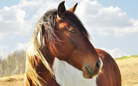 美丽的马，优雅的动物，微风