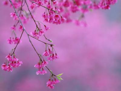 樱花，粉红色，盛开，春天