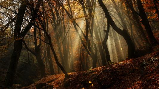 秋天，树木，密集，森林，日出，早上，光