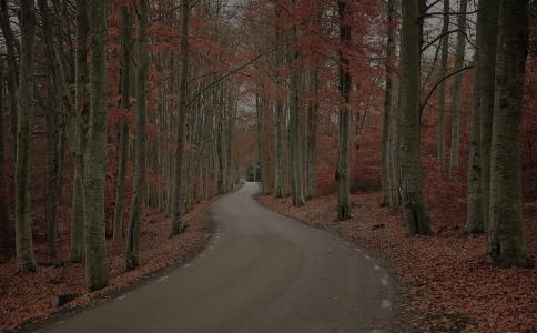 森林，树木，瑞典，秋季，性质，路，叶子