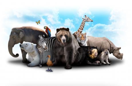 大象，熊，长颈鹿，斑马，河马，动物