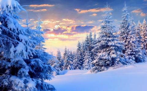 冬天，森林，美丽，天空，云，日落，白色背景，光，太阳