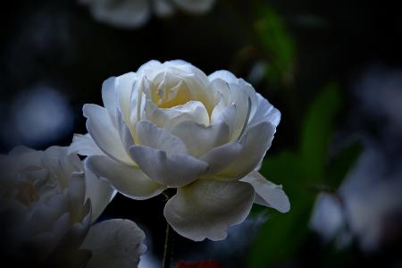 白玫瑰，鲜花，荆棘，宏