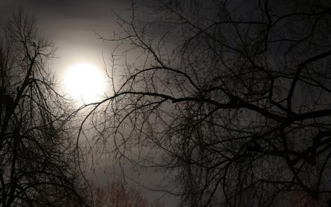晚上，雾，月光