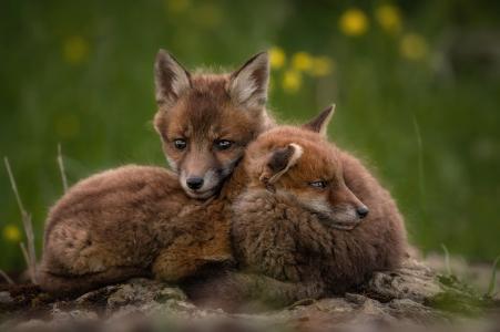 动物，自然，夫妇，幼崽，狐狸
