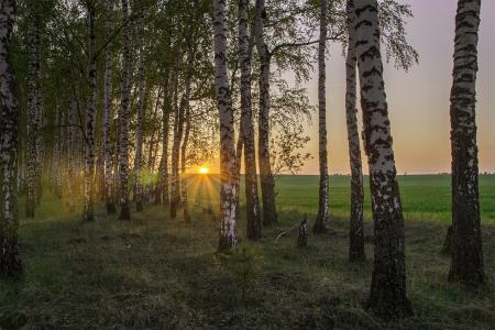 春天，桦树林，晚上，日落，太阳的光芒，由丹尼斯Shcherbak