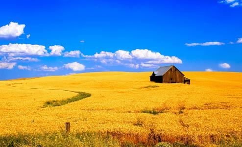 领域，小麦，房子，天空，云，景观