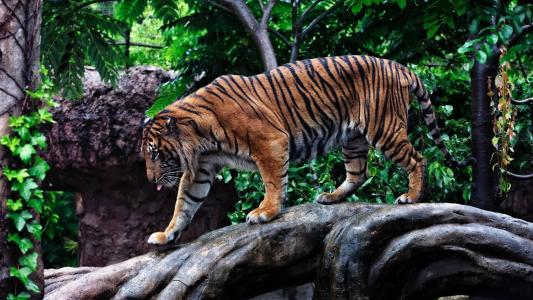 老虎，捕食者，猫，照片，动物园，老虎，捕食者，猫，照片，动物园