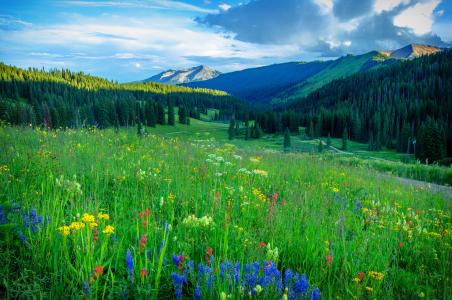 场，鲜花，山，树，路，景观，科罗拉多州