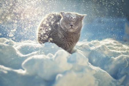 性质，冬天，雪，动物，猫，散景