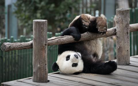 熊猫，熊，动物园